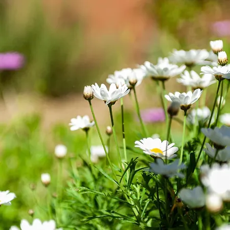 Lejlighed Paradiso Marino *